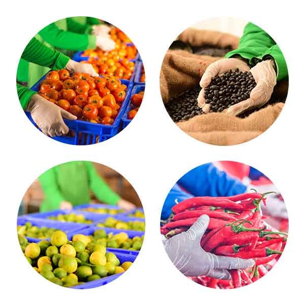 Saus Sambal Saus Tomat Rimbaria